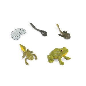 Cycle grenouille lot 2